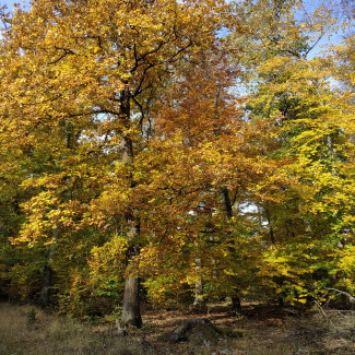 Herbst im Dannenröder Wald