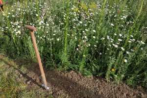 Arbeiten auf der Schmetterlingswiese Gießen Wieseck