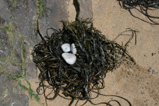 Vogelnest aus Tang und Steinen, gebaut von einer 5-jährigen