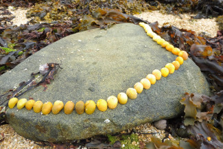 Reihe aus gelben Schnecken, Bretagne