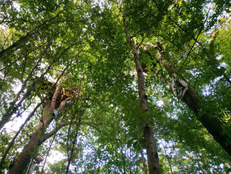 Baumhäuser im Dannenröder Forst