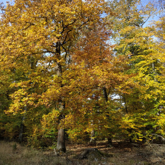 Herbst im Dannenröder Wald