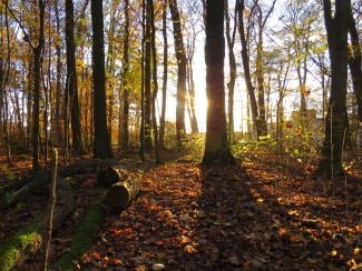 Stimmungsvoller Philosophenwald