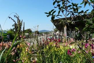 Blumen in den Hardtgärten