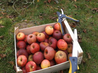 Äpfel geerntet in Kiste 