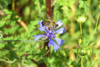 Biene auf Flockenblume