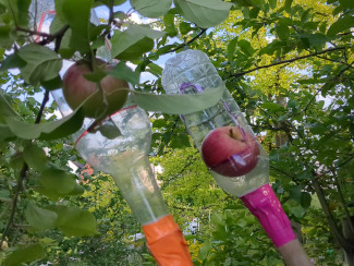 Apfelpflücker im Einsatz