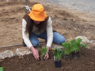 Kräutergarten bepflanzen - Stadtteilprojekt mit Erwerbslosen in Wetzlar