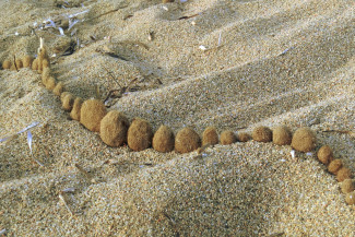 Schlange aus Pflanzenfaserbällen am Strand