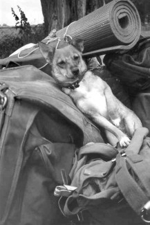 Hund auf Gepäck