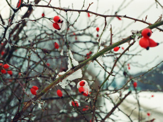 Hagebutten im Schnee